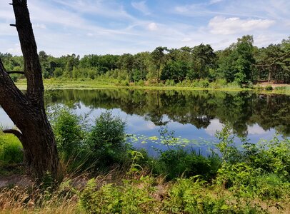 Peaceful landscape pond