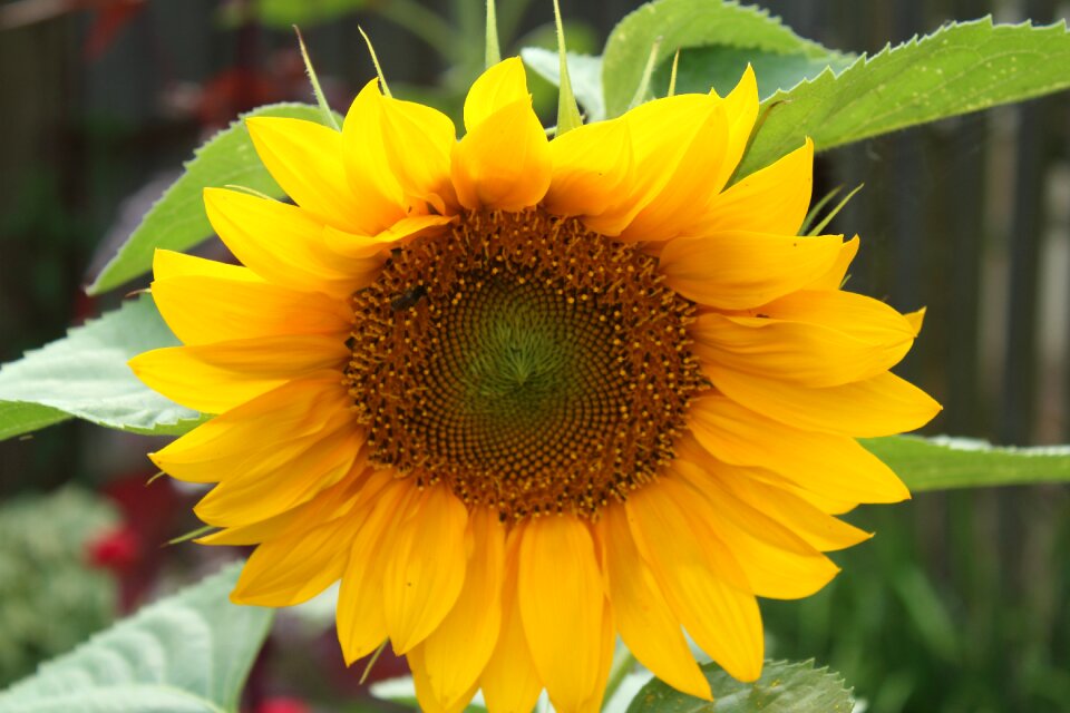 Yellow summer plants insect