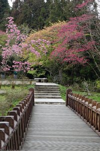 Cherry trail cherry blossom forest colors