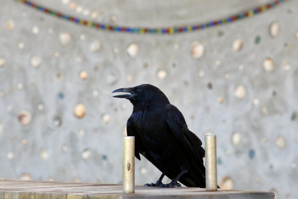 Crow wild birds wild animal