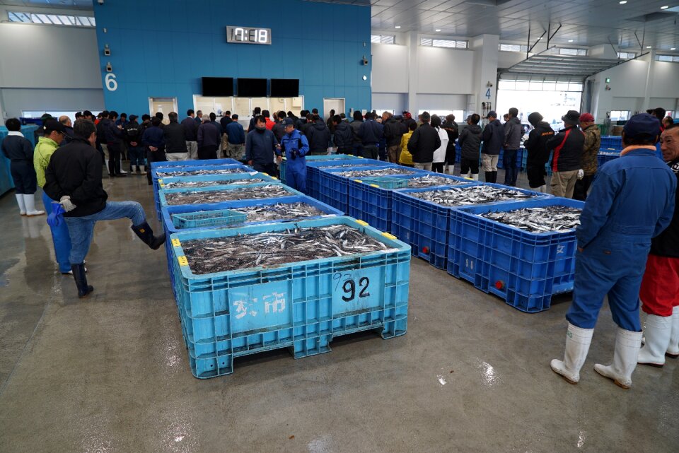 Pacific saury fish fishing boat