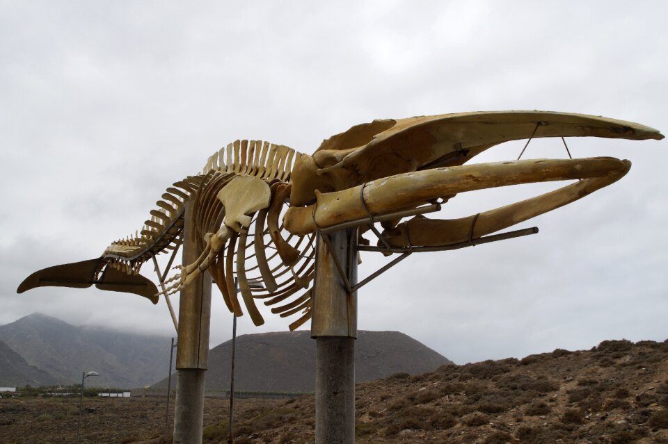 Sculpture tenerife huge