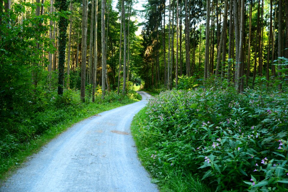 Road woods morning