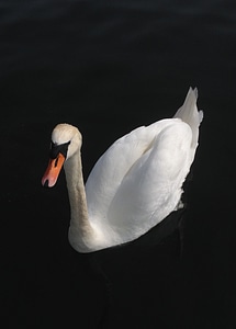 Water bird animals