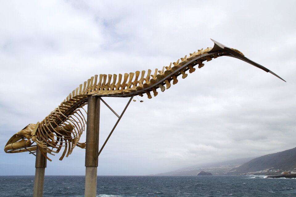 Sculpture tenerife huge