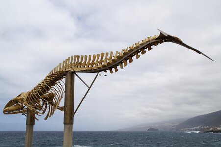 Sculpture tenerife huge