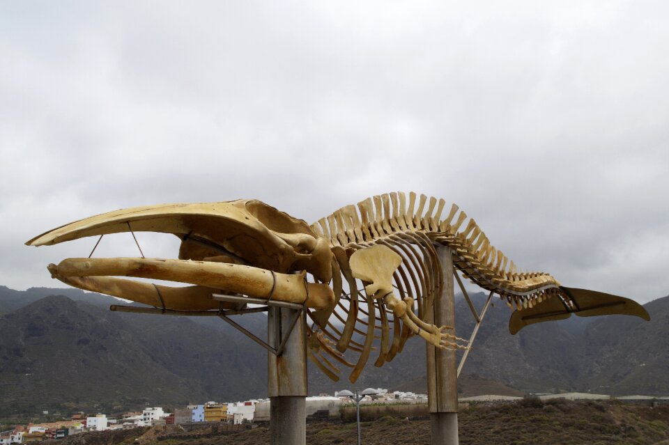 Wal tenerife atlantic coast