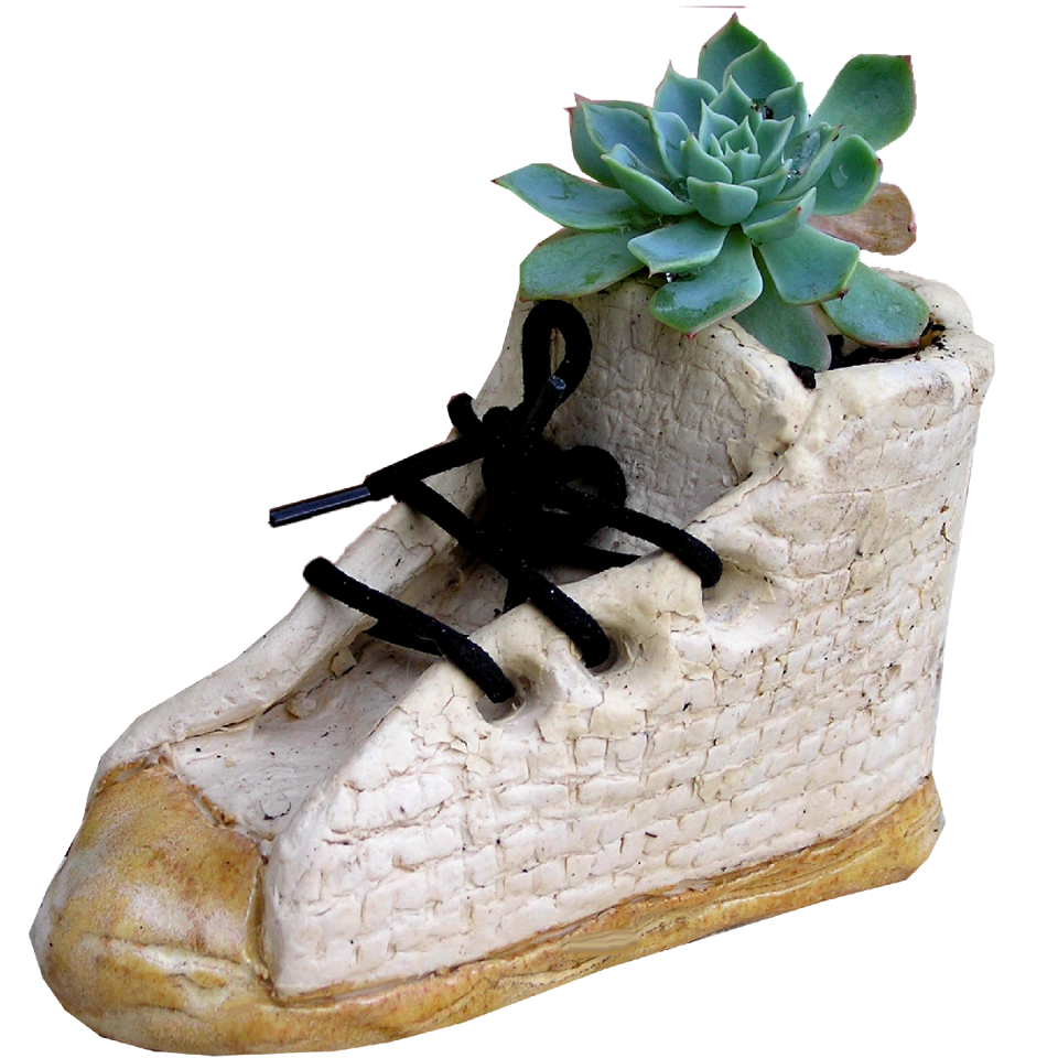 Succulent plant cut