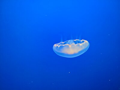 Marine fish