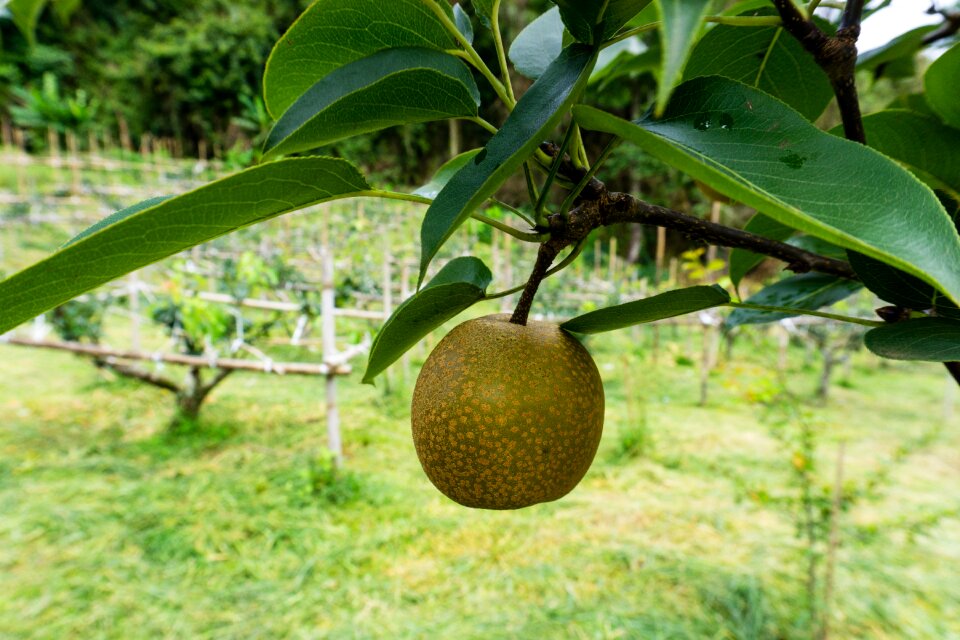 Peach farm