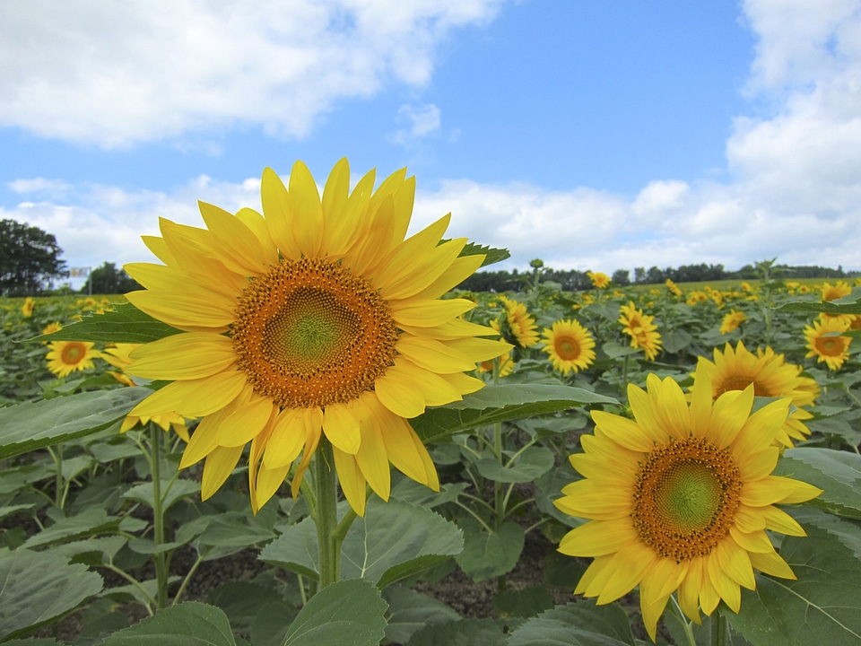 Blooming agriculture sky