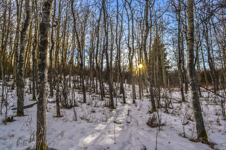 Snow nature forest photo