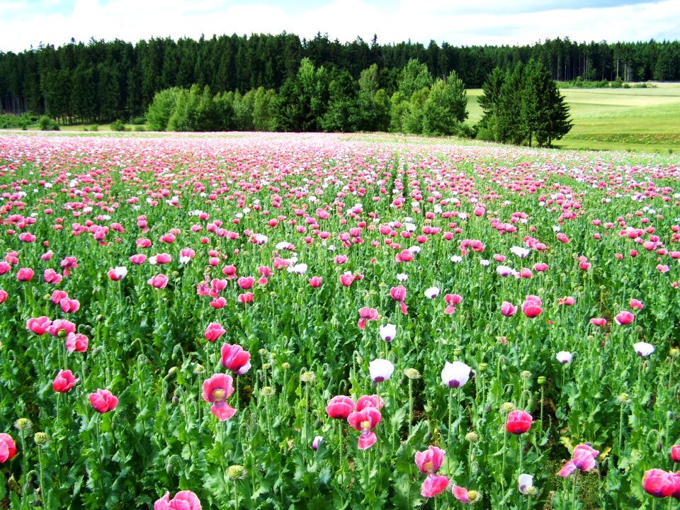 Mákföld agriculture summer