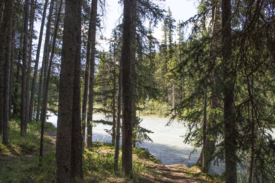 Forest woods travel