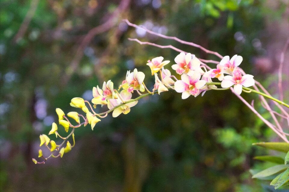 Flowers orchid nature