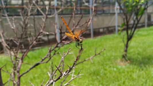 Odonata non-fin suborder dragonfly section