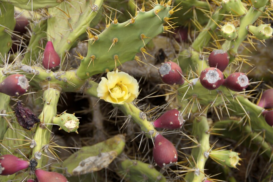 Bloom cactus blossom cactus fruit