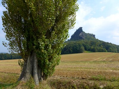 Tree mountain cliff photo