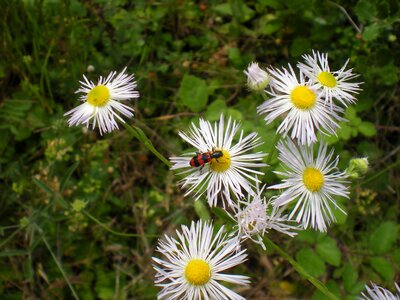 Flower undergrowth insect
