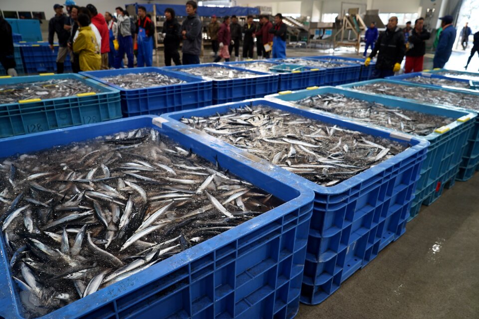 Pacific saury fish fishing boat