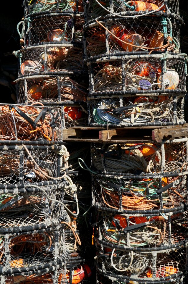 Food sea seafood