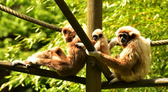 Mammal monkey child mother photo