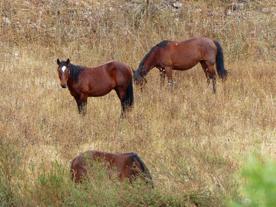 Grass field animal world