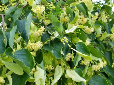 Plant botanical green
