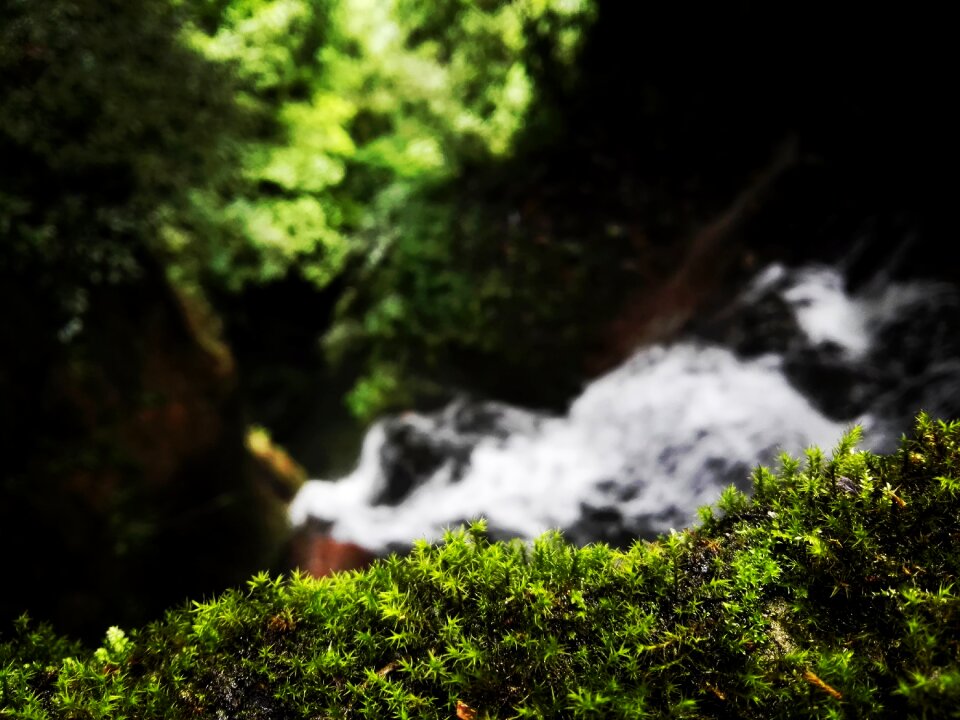 Moss the scenery water
