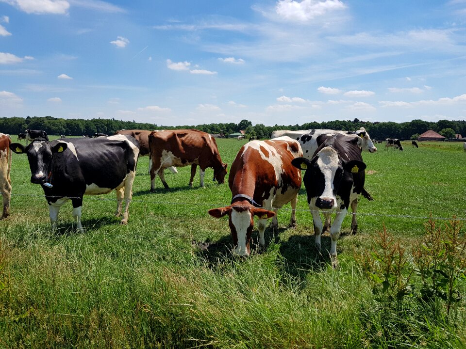 Camping nature cow