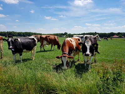 Camping nature cow