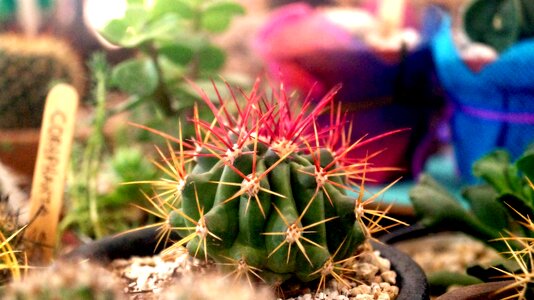 Plants garden thorny