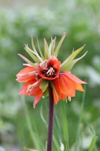 Plant nature turkey close photo