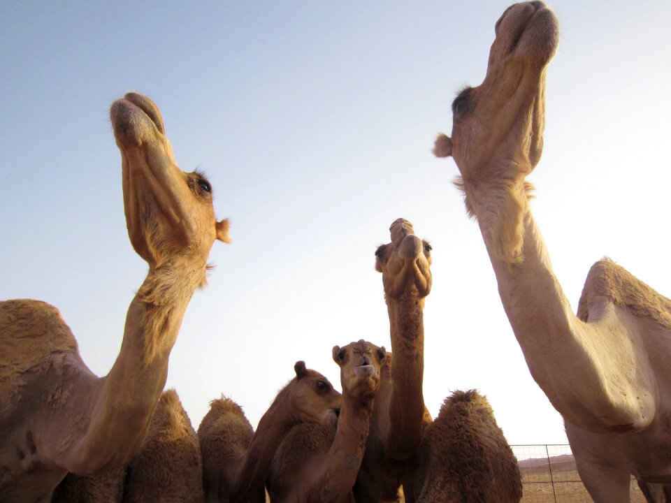 Dromedary travel middle