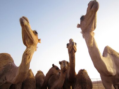 Dromedary travel middle