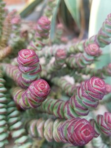 Pink green