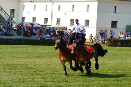 Demonstration stallion parade neustadt dosse