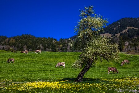 Cows pasture animal photo