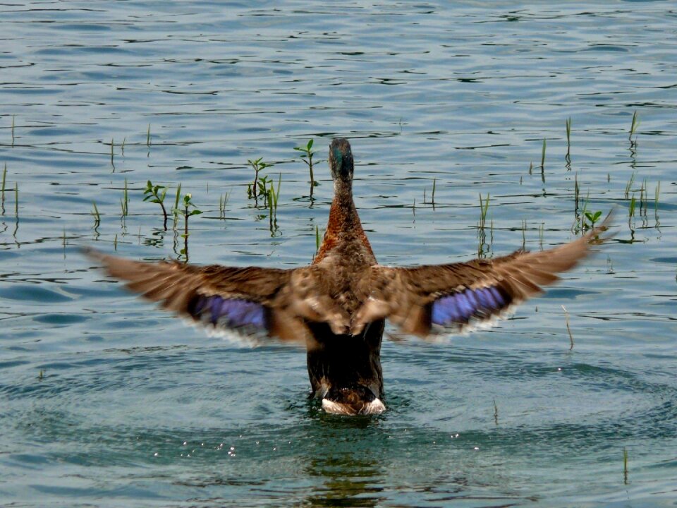 Lake wildlife