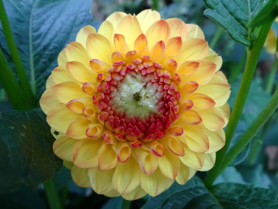 Mandala flower yellow dahlia filled dahlia