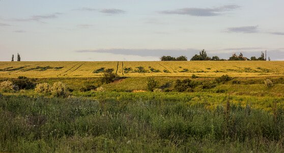 Meadow wheat trees
