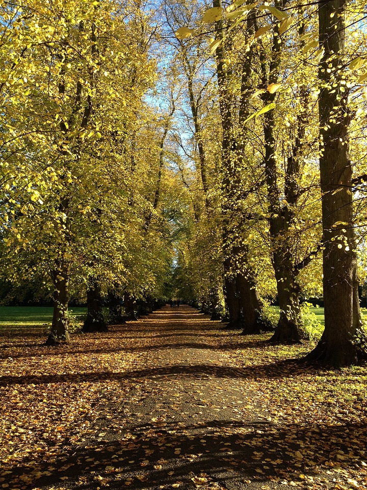 Yellow fallen leaves