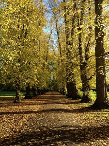 Yellow fallen leaves