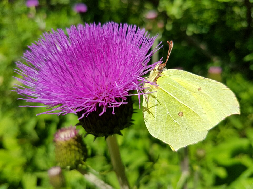 Butterfly yellow insect