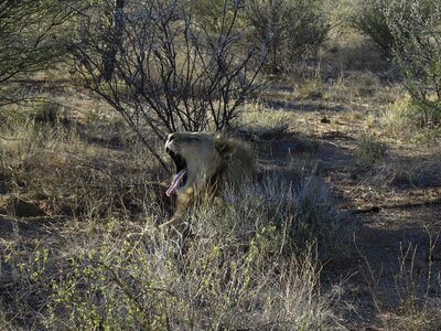 Big cat africa animal photo