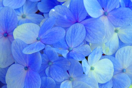 Flowers plant garden
