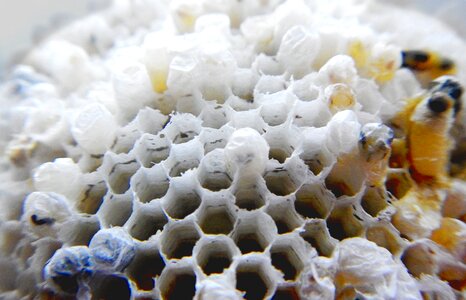 Hive honey bee photo