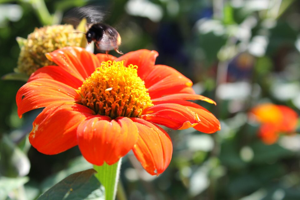 Insect sprinkle blossom