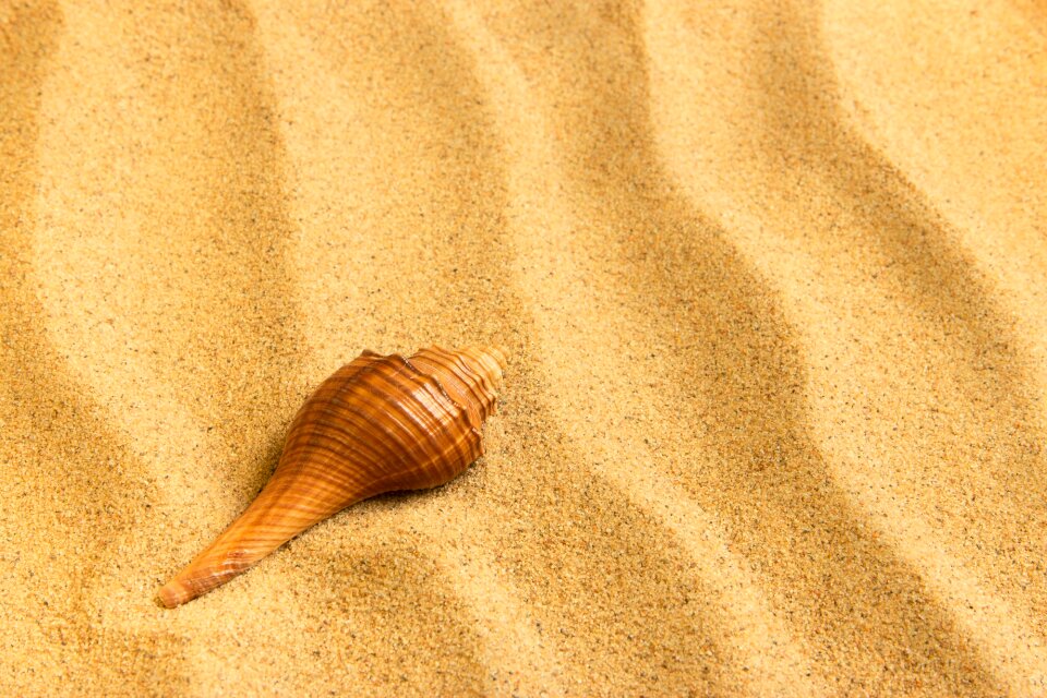 Journey sand shell