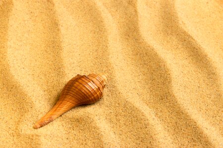 Journey sand shell